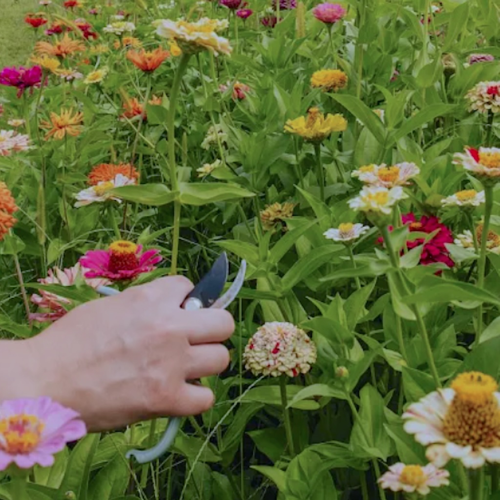 Cueillette de fleurs de saison à la ferme Beauchamp